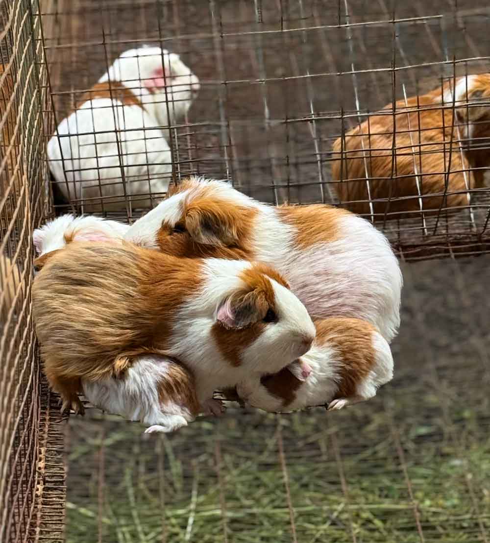 Guinea pigs raised on our farm