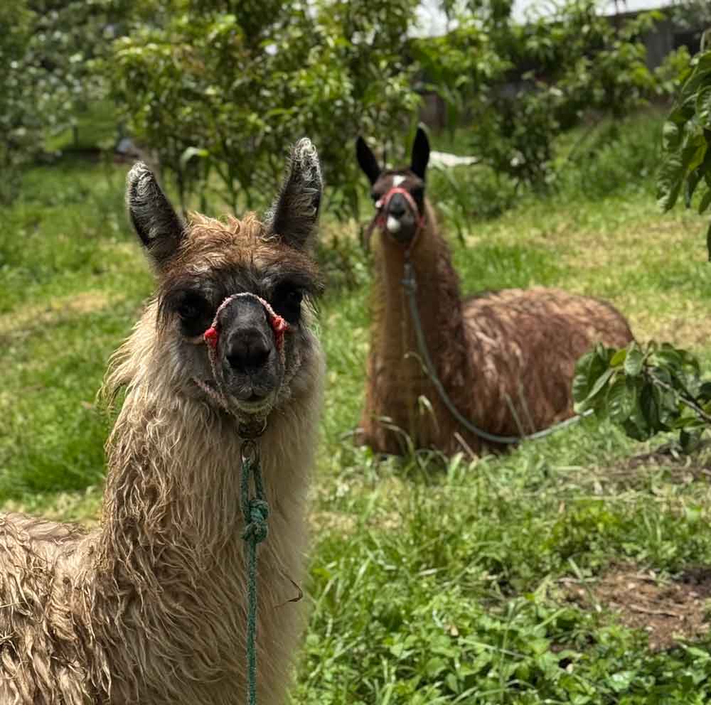 Llamas in the pasture