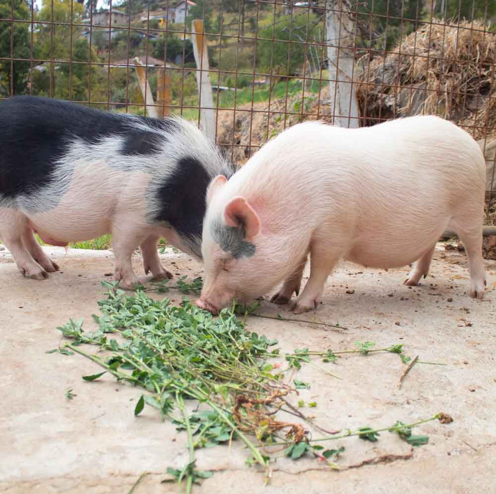 Pigs eating fresh greens