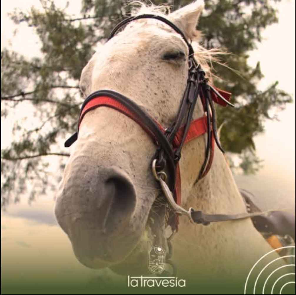 Farm horse up close