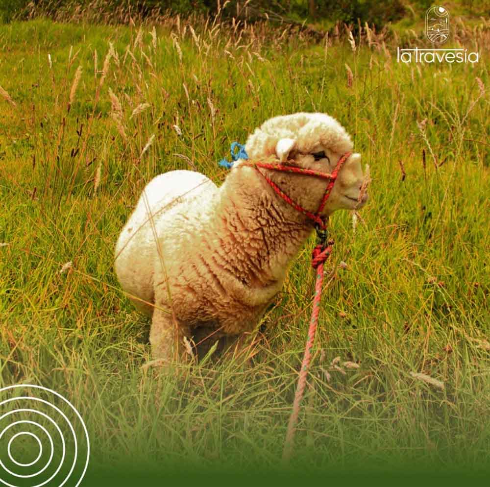 Sheep in the field