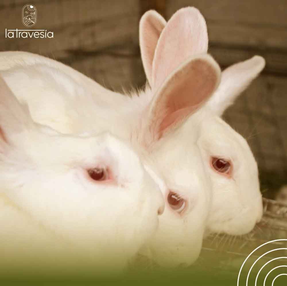 Farm rabbits