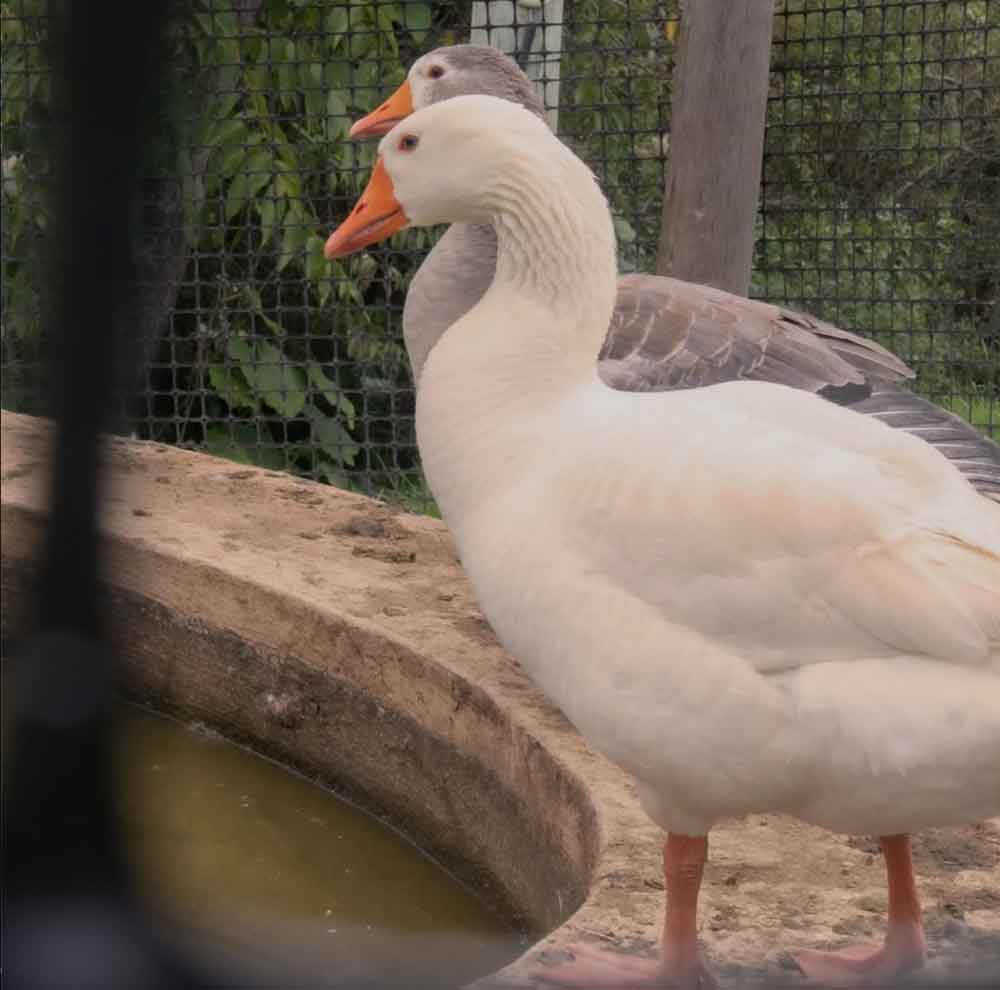 Geese by the water trough
