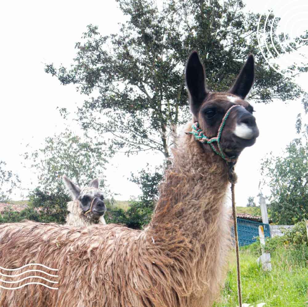 Llama strolling through the gardens