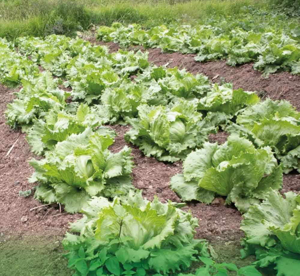 Lettuce from our garden
